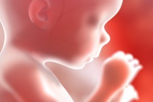 Emoglobina-fetale-caratteristiche-e-funzioni
