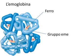 Ferro,-sostanza-importante-nelle-carenze-di-emoglobina