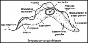 Tossina-per-difendere-l'organismo-dal-Trypanosoma